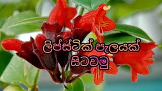 ලිප්ස්ටික් පැලයක් සිටවමුLipstick Palayak SitawamuLet's plant a lipstick plant