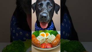 dog eating time #dog #dogfood #food #foodie #dogs #eating #eat #shorts