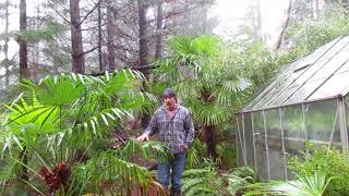 Best Palm Tree for West Coast of Canada