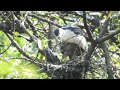 20220725 夜鷺牌遮陽傘～【大安森林公園夜鷺black crowned night heron】