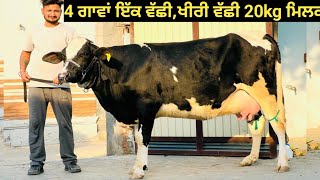 4 cow's available one heifer ||#ਖੀਰੀ ਵੱਛੀ 20kg ਮਿਲਕ ਟੌਪਰ ਵੱਛੀ 4 ਗਾਵਾਂ ਵਿਕਾਊ ਇੱਕ ਵੱਛੀ !!