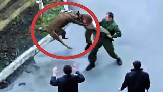 Hero Animals Saving Humans Caught On Camera