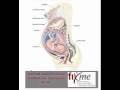 Causes of back pain and sciatica in pregnant women Causes of back pain and sciatica in pregnant women