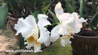 OrchidWeb - Cattleya Jose Marti 'Mother's Favorite'