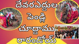 నల్లచెరువు మండలంలో అంగరంగ వైభవంగా దేవరఎద్దుల పెండ్లి వేడుకలు#marriage#nallacheruvu#temple