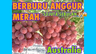 50jt sampe 60jt Sebulan Gaji Petik Anggur di Australia  #gaji #australia #penghasilan