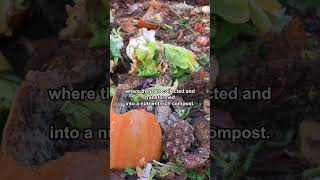 How Your Food Scraps Can Boost Soil, Cut Waste & Save Money