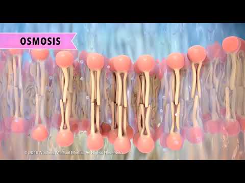 What are the 4 types of passive transport?