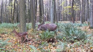 Leśni mieszkańcy cz.79.                                    Jelenie,daniele...