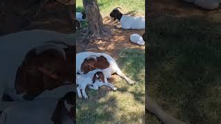 Boer Goats from South Africa!! Just look at this!!🐐🐐 #shorts #goat #cabros #chivo #trending