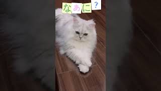 【ペルシャ猫Persian♡みーちゃん♡】くつろぎ中