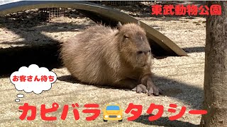 カピバラタクシー🚕　※real capybara　[東武動物公園]