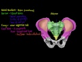 skeletal structures the pelvis