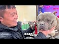 美国恶霸犬也是家庭伴侣犬的一种，看着挺凶其实特别温顺！