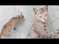 Funny cat #catvideos #petcat#kittensmeowing #catlovers #petcatkitten @kavitha's flavour