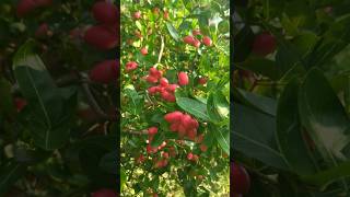 vakkaya harvest #fruit #harvest