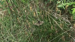 キンクシアヒョウモンモドキMelitaea cinxia (Glanville Fritillary) 2024/06/28 Chez Mem's France