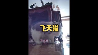 听到我叫他这么开心吗？#布偶猫 #喵喵教 #记录猫咪日常 #傻猫的日常