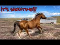 7 STUDS GET TURNED OUT WITH THEIR MARES  | CZAR’S NEW X-RAYS!!!