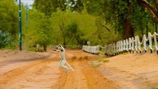 Island of Lemurs: Madagascar - \