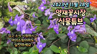 23년 11월 28일 양재꽃시장 식물튜브 매장에는 어떤 식물들이 입고 되었는지 함께 보러가시죠~~ #양재꽃시장 #식물튜브 #월동 #관엽 #식물아빠