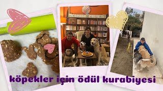 Köpekler İçin Ödül Maması Kurabiye Tarifi / Sağlıklı Atıştırmalıklar /Sadece 5 Malzeme