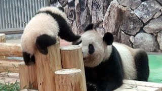 【パンダママ❤】🐼眠いけど結浜と遊んであげる良浜❤　Giant Panda -Rauhin\u0026Yuihin-☆Mom looks sleepy(´Д⊂ヽ💤