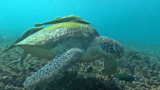 Wild Sea Turtles! Diving in Thailand 🇹🇭