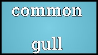 Common gull Meaning