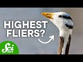 Extreme Survivors: Species That Live in Crazy Conditions