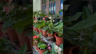 ചെടികൾ 7034020708. പുതിയത് എത്തി /Gardening Malayalam/Garden Tour/Fertilizer for plants/Zain World