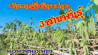 #ซุ้มมัลเบอร์รี่หรือลูกหม่อน3สายพันธุ์ #ดกมาก #พ่อพงษ์พอเพียง