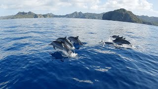 【 ハシナガイルカ 】世界自然遺産・小笠原諸島　【 Spinner Dolphin of the Bonin Islands 】World Natural Heritage・Bonin Islands