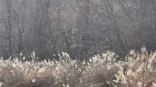 【冬の使者】一度消えた「雪虫」がまたまた発生…10月の大量発生を最後にいなくなったと思ったら”気温上昇の札幌市内”で再びフワフワ舞いだす 市民ビックリ