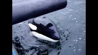 Orca's West Coast Canada Orphaned From Pod.  Luna Of Nootka Sound Gold River British Columbia