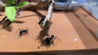 Massive Polyrhachis armata colony moving to a new nest