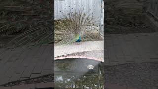 今日の孔雀20230627③（peacock・मोर）#Shorts