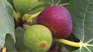 Figs anjeer fruiting teen fruiting التين