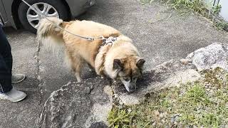 お姉ちゃんわかる？なんとなく気配を感じる犬のムーちゃん　～猫ちゃんいた？～