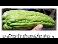 พบ 5 สิ่งเกิดขึ้น.. ถ้ากินมะระจีน คนส่วนใหญ่อาจยังไม่รู้.. nava diy