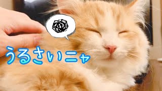 鳴きまくる子猫と飼い主の日常会話(?)【長毛短足マンチカン】