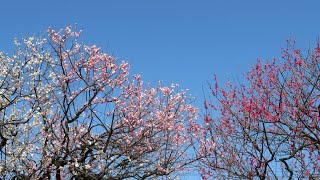 小さな窓の花ごよみ 1765 蒲原神社 陽春の梅苑 ♪Passacaille  harp  Naoko Yoshino♪