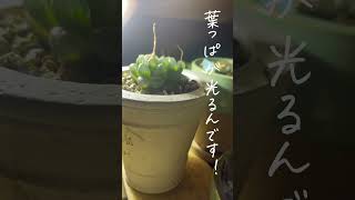 多肉植物の夜これを使うと100倍楽しめます🌿#多肉植物 #多肉植物初心者 #らいとあっぷ #ハオルチア #リトープス #植物 #植物のある暮らし #夜景