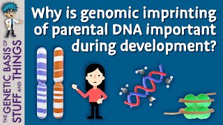 Genomic imprinting: It takes two to make a thing go right