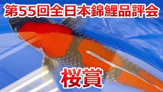 【桜賞】第55回全日本総合錦鯉品評会