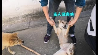 中华田园犬灰灰胆肥了，一放开就撒腿乱跑，主人抓回来一顿海扁！