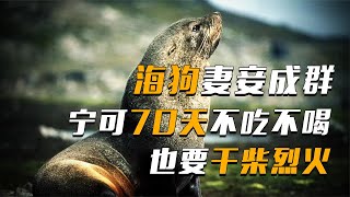 海狗堪称动物界“罗志祥”，70天不吃不喝也要交配？【科普任意门】