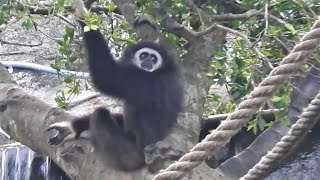 白手長臂猿 阿寶家 20210506D Taipei Zoo White Handed Gibbon