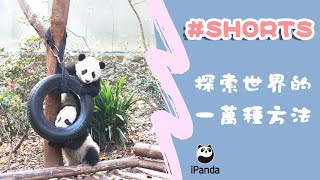 探索世界的一萬種方法 | iPanda熊貓頻道 #Shorts