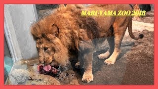 ライオン🦁リッキー 肉を食す！- 円山動物園 2018